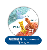 炎症性腫瘍（hot tumor）マーカー